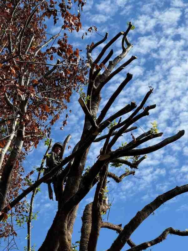 Trimmed tree trunk standing without branches or foliage