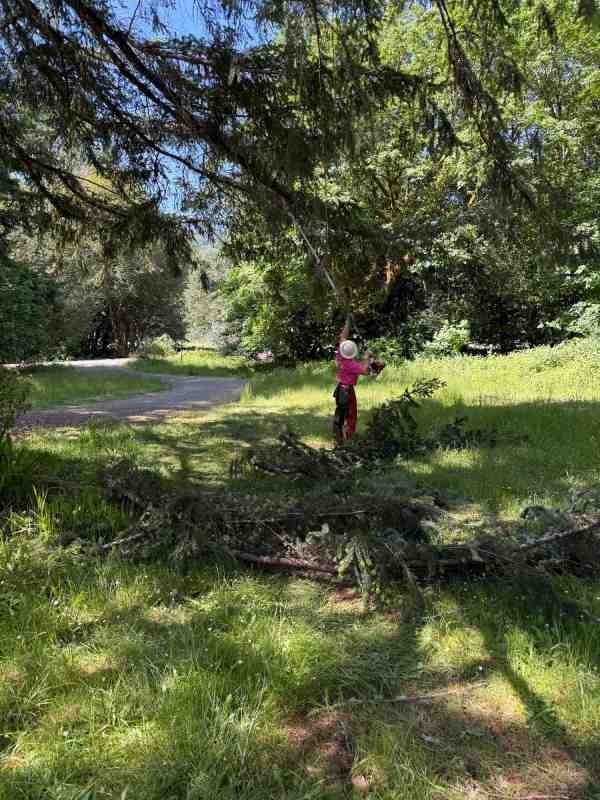 Tree care specialist wearing a pink shirt working high in a tree