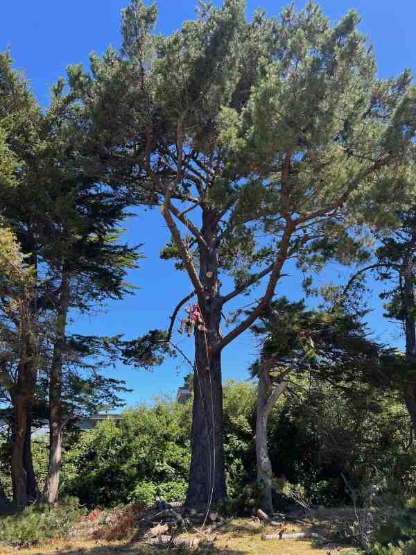 Arborist in a pink shirt hoisted by a cable in a tall tree