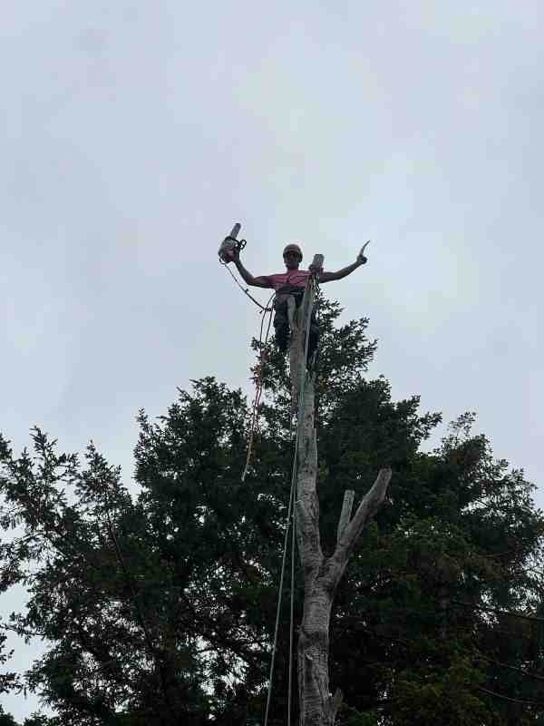 Arborist standing with arms outstretched at the top of a tall tree