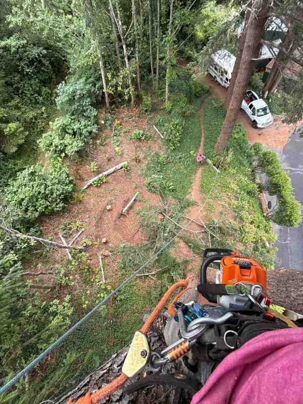 Arborist positioned in a tree looking down toward the ground crew