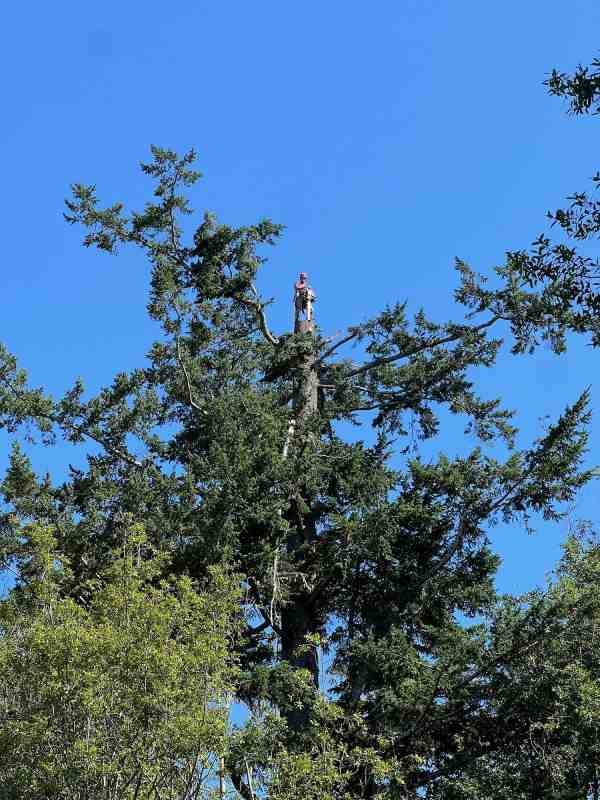 Arborist standing on a large tree trunk during a cut